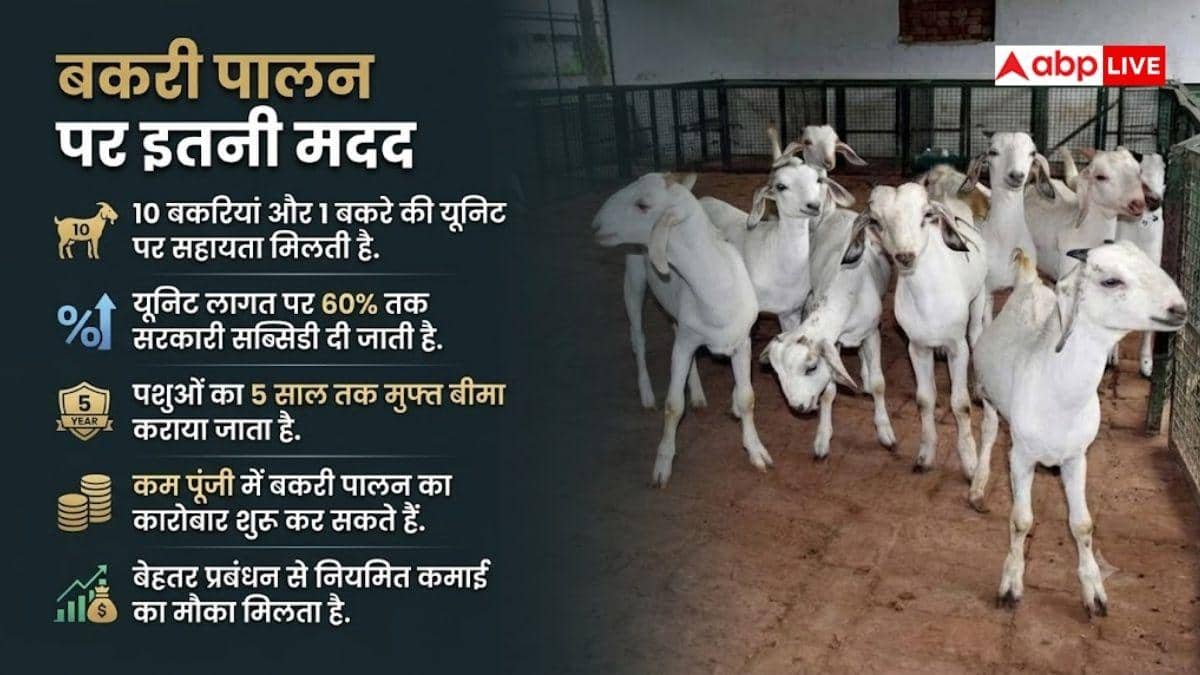 बकरी पालन पर 60% तक सब्सिडी, ऐसे उठाएं फायदा