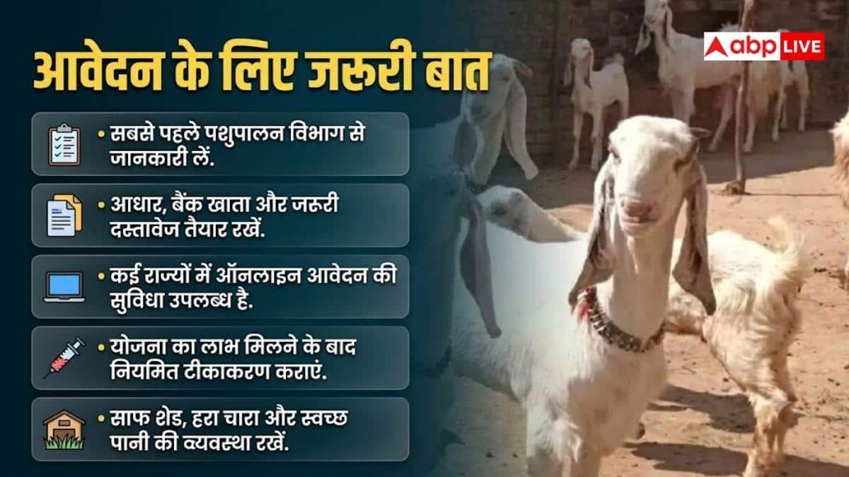 बकरी पालन पर 60% तक सब्सिडी, ऐसे उठाएं फायदा
