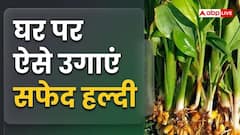 घर पर कैसे करें सफेद हल्दी की खेती, इसमें कितनी कमाई?