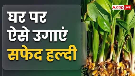 घर पर कैसे करें सफेद हल्दी की खेती, इसमें कितनी कमाई? घर पर कैसे करें सफेद हल्दी की खेती, इसमें कितनी कमाई?