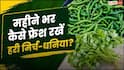 Store Green Chillies: हरी मिर्च-धनिया 1 महीने तक नहीं होंगे खराब, अपनाएं यह छोटी सी ट्रिक