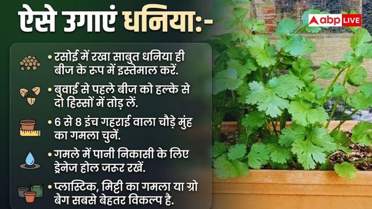 गमले में उगाएं हरा धनिया, बाजार जाने का झंझट खत्म