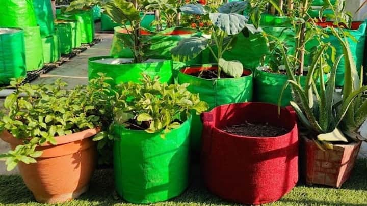 अगर आप इसे केवल घर के इस्तेमाल के लिए उगा रहे हैं तो 4-5 गमलों से ही आपकी सालभर की जरूरत पूरी हो जाएगी. वहीं अगर आपके पास खाली जमीन या बड़ा गार्डन है. तो आप 20-30 ग्रो बैग्स लगाकर इसे छोटे स्तर के बिजनेस में बदल सकते हैं. कम मेहनत में यह एक बेहतरीन और टिकाऊ साइड बिजनेस बन सकता है.