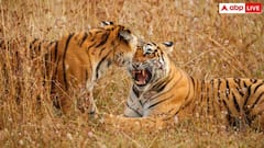महिला पर टाइगर का अटैक, सिर दबोच 300 मीटर दूर ले जाकर मार डाला, गला सुखा देगी खबर
