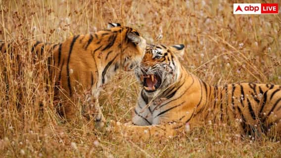 महिला पर टाइगर का अटैक, सिर दबोच 300 मीटर दूर ले जाकर मार डाला, गला सुखा देगी खबर महिला पर टाइगर का अटैक, सिर दबोच 300 मीटर दूर ले जाकर मार डाला, गला सुखा देगी खबर