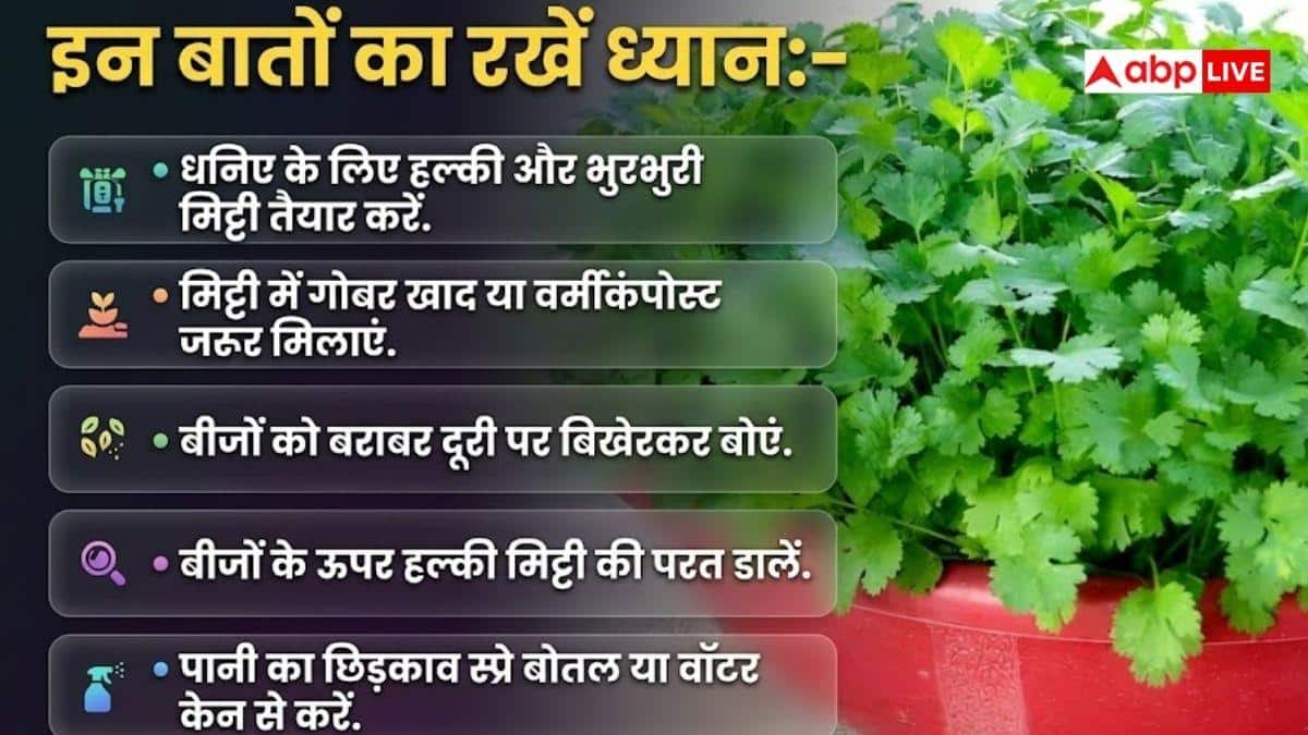 गमले में उगाएं हरा धनिया, बाजार जाने का झंझट खत्म
