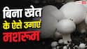 बिना खेत के भी कर सकते हैं मशरूम की खेती, जान लें इसका तरीका