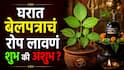 Shravan 2026 : भगवान शंकराला बेलपत्र प्रिय; पण घरात बेलपत्राचं रोप लावणं शुभ की अशुभ? वास्तूशास्त्रात म्हटलंय...