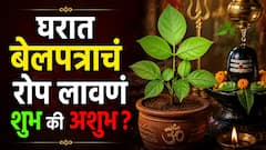 भगवान शंकराला बेलपत्र प्रिय; पण घरात बेलपत्राचं रोप लावणं शुभ की अशुभ? वास्तूशास्त्रात म्हटलंय...