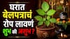 Shravan 2026 : भगवान शंकराला बेलपत्र प्रिय; पण घरात बेलपत्राचं रोप लावणं शुभ की अशुभ? वास्तूशास्त्रात म्हटलंय...