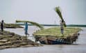 Assam Flood Compensation For Farmers: बाढ़ से असम में बर्बाद हुए किसानों के खेत, वहां कैसे मिलेगा मुआवजा?