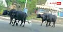 Dog Viral Video: डोगेश भाई... नहीं-नहीं शहंशाह, भैंसों की सवारी करता दिखा डॉगी, वीडियो वायरल