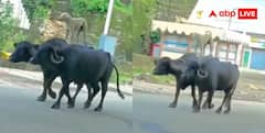 डोगेश भाई... नहीं-नहीं शहंशाह, भैंसों की सवारी करता दिखा डॉगी, वीडियो वायरल