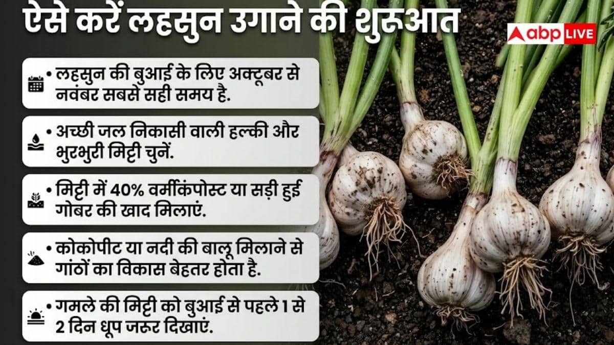 किचन गार्डन में देसी तरीके से उगाएं लहसुन, बस ध्यान रखें ये बातें