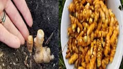 Turmeric Farming: ઘરમાં જ કરો સફેદ હળદરની આ ખેતી, લાખોમાં થશે તગડી કમાણી