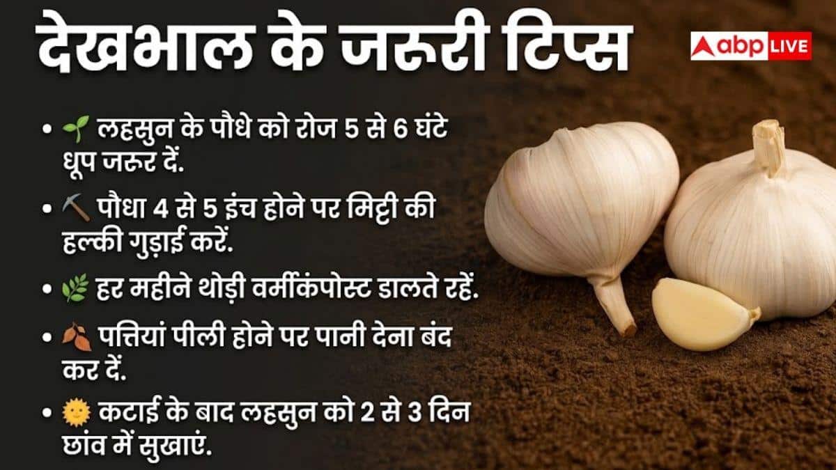 किचन गार्डन में देसी तरीके से उगाएं लहसुन, बस ध्यान रखें ये बातें