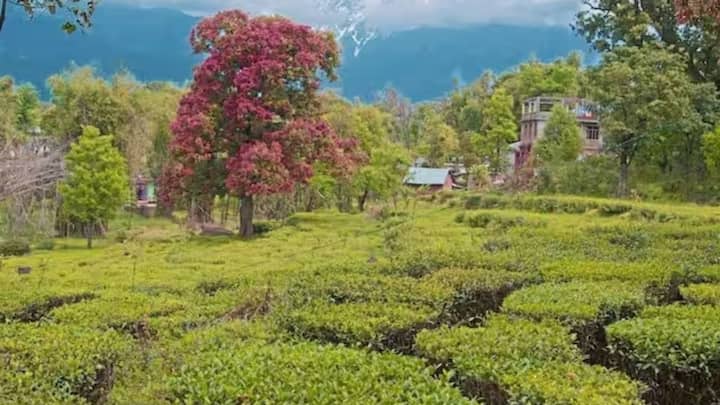 हालांकि सिर्फ GI टैग मिल जाने से कमाई अपने आप नहीं बढ़ती. किसानों को प्रोडक्ट की क्वालिटी बनाए रखनी होती है, सही पैकिंग करनी होती है और मार्केट की डिमांड को समझकर बिक्री करनी होती है. सही प्लानिंग के साथ काम करने पर किसान इसका पूरा फायदा उठा सकते हैं.