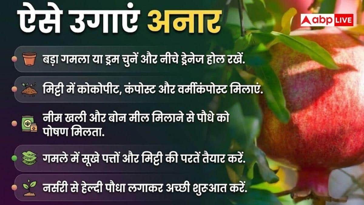 इस तरीके से घर पर ही उगा सकते हैं अनार, जान लीजिए प्रोसेस