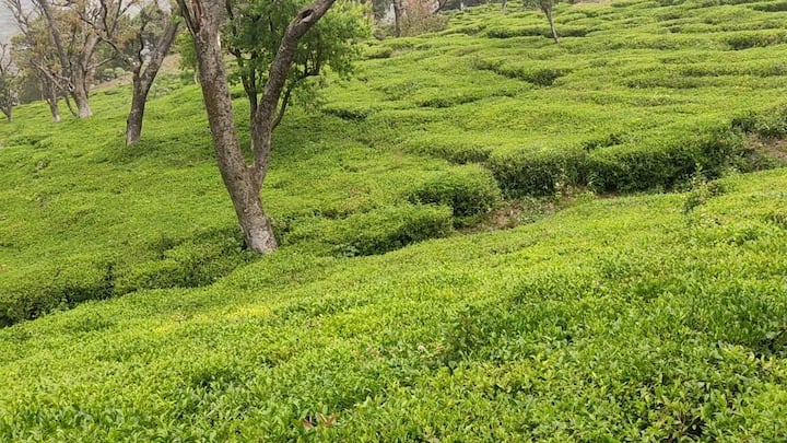 देश के अलग अलग हिस्सों में कई कृषि प्रोडक्ट GI टैग हासिल कर चुके हैं. इनमें खास किस्म के चावल, आम, मसाले, फल और दूसरी फसलें शामिल हैं. इन प्रोडक्ट की लोकप्रियता लगातार बढ़ रही है जिससे स्थानीय किसानों के लिए कमाई के नए मौके तैयार हो रहे हैं.