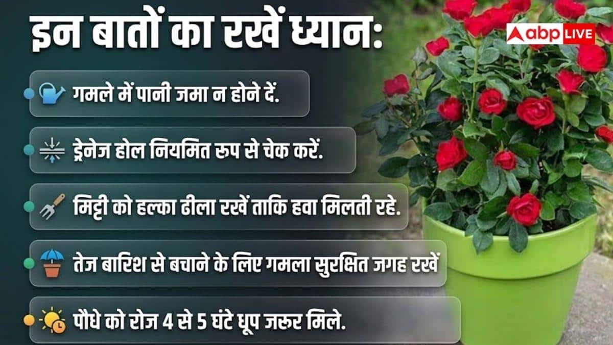 मानसून में अपनाएं ये तरीके, हरे-भरे रहेंगे गुलाब