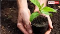 Mango Plant in Pot: घर के गमले में भी उगा सकते हैं आम, अपनाएं ये आसान और कारगर  तरीके