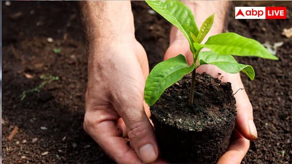 Mango Plant in Pot: घर के गमले में भी उगा सकते हैं आम, अपनाएं ये आसान और कारगर तरीके Mango Plant in Pot: घर के गमले में भी उगा सकते हैं आम, अपनाएं ये आसान और कारगर तरीके