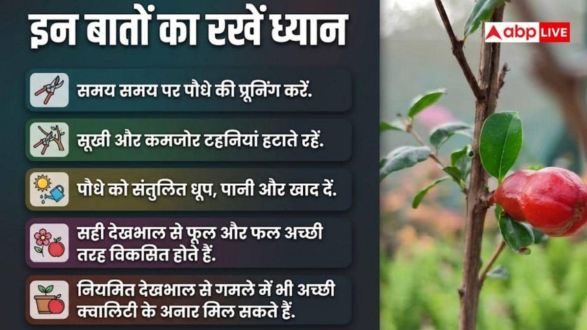 इस तरीके से घर पर ही उगा सकते हैं अनार, जान लीजिए प्रोसेस
