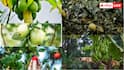 Fast Fruiting Plants: बगीचे में लगाने के लिए बेस्ट हैं ये पांच पौधे, कुछ ही महीनों में देने लगते हैं फल