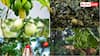 Fast Fruiting Plants: बगीचे में लगाने के लिए बेस्ट हैं ये पांच पौधे, कुछ ही महीनों में देने लगते हैं फल