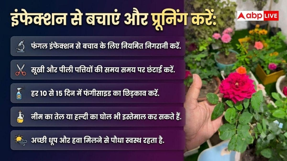मानसून में अपनाएं ये तरीके, हरे-भरे रहेंगे गुलाब