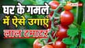 घर की बालकनी में उगाएं टमाटर, बाजार से नहीं खरीदने पड़ेंगे