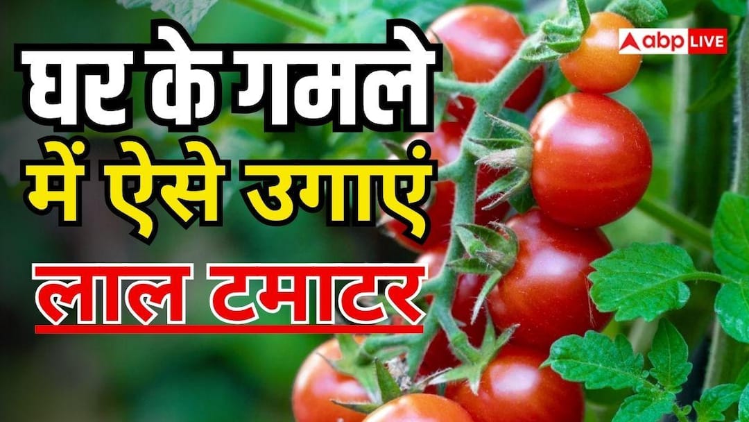 घर की बालकनी में उगाएं टमाटर, बाजार से नहीं खरीदने पड़ेंगे घर की बालकनी में उगाएं टमाटर, बाजार से नहीं खरीदने पड़ेंगे