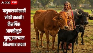 मोठी बातमी!  पशुधनाचा मृत्यू झाल्यास मिळणार आर्थिक मदत, काय आहेत निकष? कोणत्या जनावरांसाठी किती मदत?