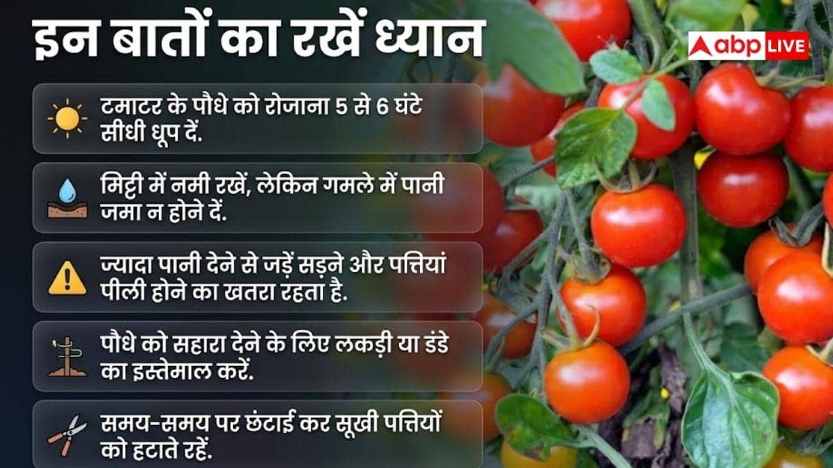 घर की बालकनी में उगाएं टमाटर, बाजार से नहीं खरीदने पड़ेंगे