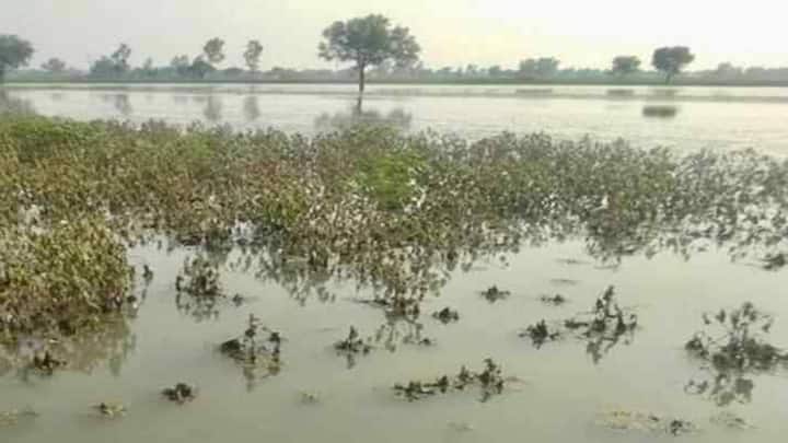 बाढ़ से हुए नुकसान के बाद सबसे जरूरी बात है कि प्रभावित लोग समय बर्बाद न करें और जल्द से जल्द अपनी जानकारी दर्ज कराएं. समय पर आवेदन, सही दस्तावेज और प्रशासन के साथ सहयोग करने से मुआवजा मिलने की संभावना बढ़ जाती है. सरकार की राहत योजनाओं का लाभ लेने के लिए नियमों की जानकारी होना बेहद जरूरी है.