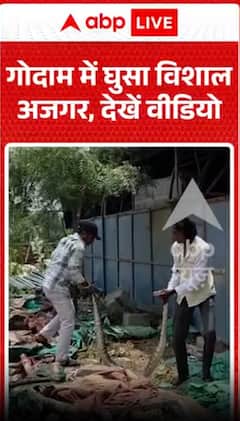 गोदाम में घुसा विशालकाय अजगर, वीडियो देखें।