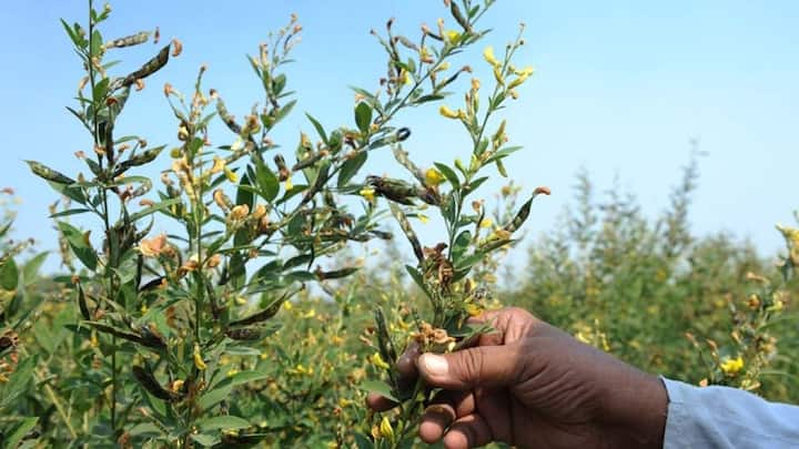 दालों की बात करें जैसे अरहर, मूंग, चना या मटर, तो इनके लिए 6.5 से 7.5 का pH बहुत बढ़िया रहता है. दाल वाले पौधों की जड़ों में जो गांठे होती हैं वह हवा से नाइट्रोजन खींचकर मिट्टी को उपजाऊ बनाती हैं. यह नेचुरल प्रोसेस तभी अच्छे से काम करता है जब मिट्टी का pH न्यूट्रल या हल्का सा एल्कलाइन बना रहे.