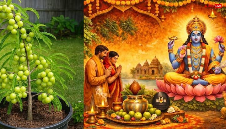 हरियाली अमावस्या पर घर में आंवला का पौधा लगा सकते हैं. पद्म पुराण में आंवले को अत्यंत पवित्र वृक्ष बताया गया है. इसकी पूजा और रोपण से पुण्य, आरोग्य की प्राप्ति की मान्यता है. इसकी रोजाना पूजा से मां लक्ष्मी की कृपा बनी रहती है.