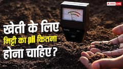 मिट्टी का pH कितना होना चाहिए, किस फसल के लिए कितना सही?