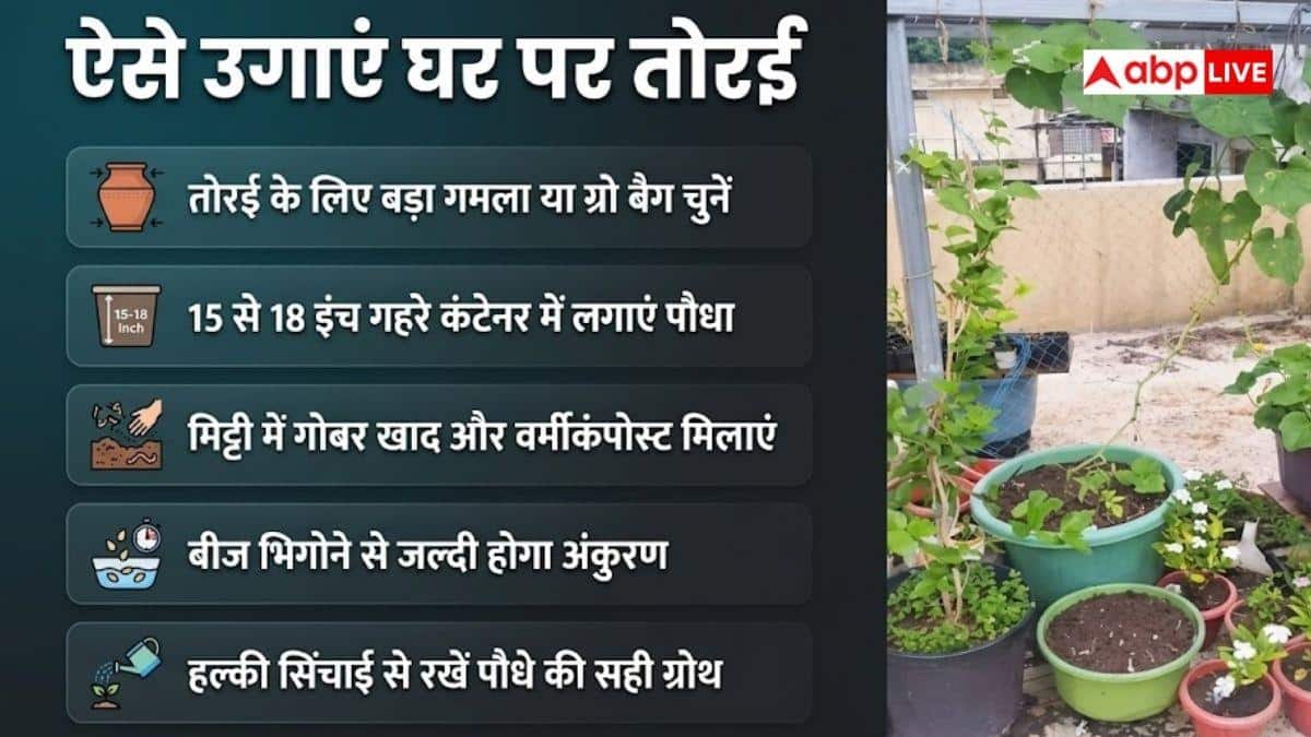 अपनी छत पर उगा सकते हैं तोरई, घर बैठे मिलेगी हरी सब्जी