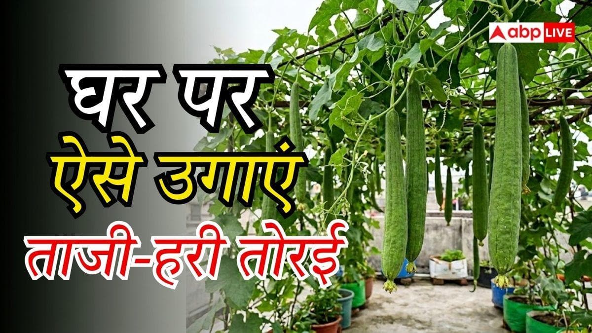 अपनी छत पर उगा सकते हैं तोरई, घर बैठे मिलेगी हरी सब्जी
