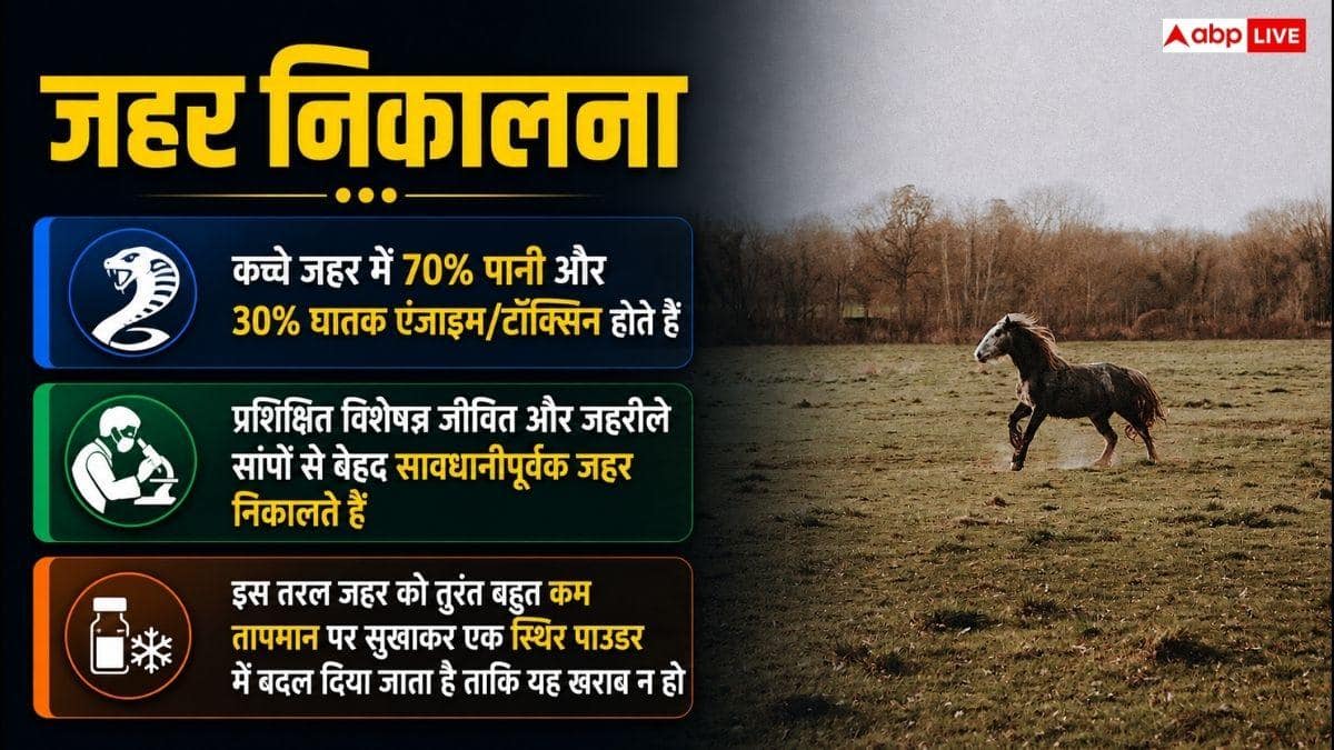 सांप के काटने पर घोड़े कैसे बचाते हैं इंसान की जान, यहां जानें?