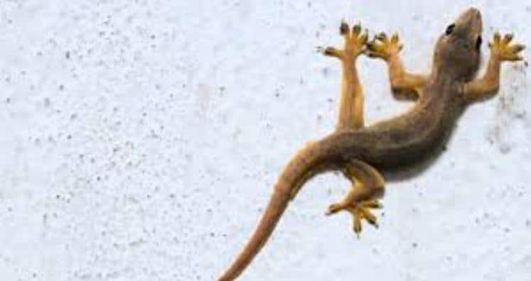Home Tips : Why lizards keep coming to the Same Room in your house Home Tips : ਕੀ ਤੁਹਾਡੇ ਕਮਰੇ 'ਚ ਵੀ ਵਾਰ-ਵਾਰ ਆਉਂਦੀਆਂ ਹਨ ਛਿਪਕਲੀਆਂ? ਜਾਣੋ ਉਨ੍ਹਾਂ ਨੂੰ ਦੂਰ ਰੱਖਣ ਦਾ ਸਹੀ ਤਰੀਕਾ