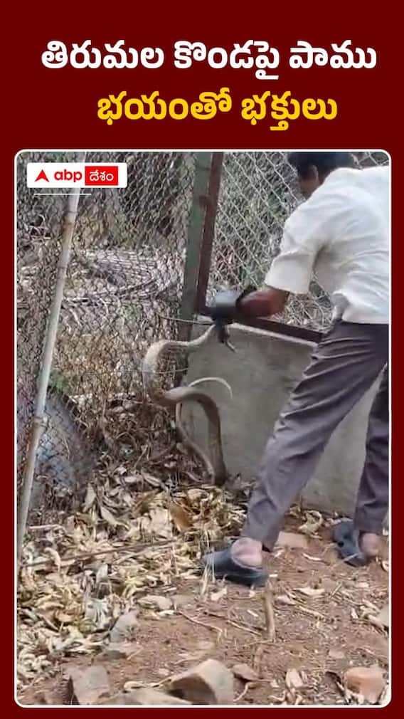 తిరుమల కొండపై పాము భయంతో భక్తులు