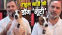 Rahul Gandhi Pet Dog Noorie: किस ब्रीड की है राहुल गांधी की पालतू 'नूरी', जानें इसकी खासियत?
