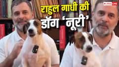 किस ब्रीड की है राहुल गांधी की पालतू 'नूरी', जानें इसकी खासियत?