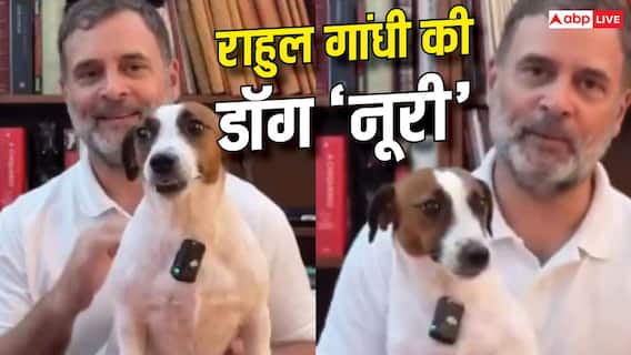 Rahul Gandhi Pet Dog Noorie: किस ब्रीड की है राहुल गांधी की पालतू 'नूरी', जानें इसकी खासियत? Rahul Gandhi Pet Dog Noorie: किस ब्रीड की है राहुल गांधी की पालतू 'नूरी', जानें इसकी खासियत?