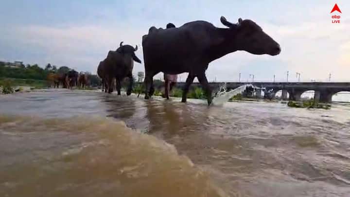 টানা বৃষ্টির জেরে জলের তলায় ঝাড়গ্রামের ঢোলভাঙা কজওয়ে। বন্ধ যান চলাচল। ঝাড়গ্রামের বাসিন্দা আশিস সিং বলেন, এতো পেরনো সম্ভব নয় কোনও মতেই। আমি নিজেই ভয় পাচ্ছি, যাব না ভাবছি। ৪০ কিলোমিটার ঘুরে যেতে হবে।