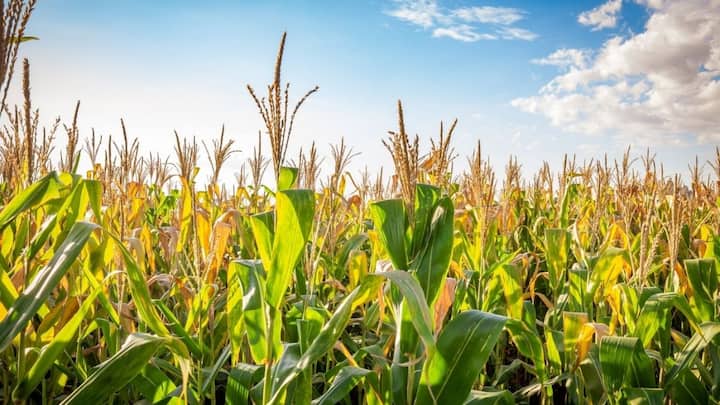 मक्के की खेती के लिए 5.8 से 7.0 तक का pH एकदम परफेक्ट माना गया है. मक्के के पौधों को तेजी से बढ़ने के लिए बहुत ज्यादा न्यूट्रिएंट्स की जरूरत होती है. जो इसी रेंज में आसानी से अब्जॉर्ब होते हैं. अगर मिट्टी ज्यादा साल्टी या एसिडिक होगी तो मक्के के पत्ते पीले पड़ने लगेंगे और भुट्टे का साइज भी काफी छोटा रह जाएगा.