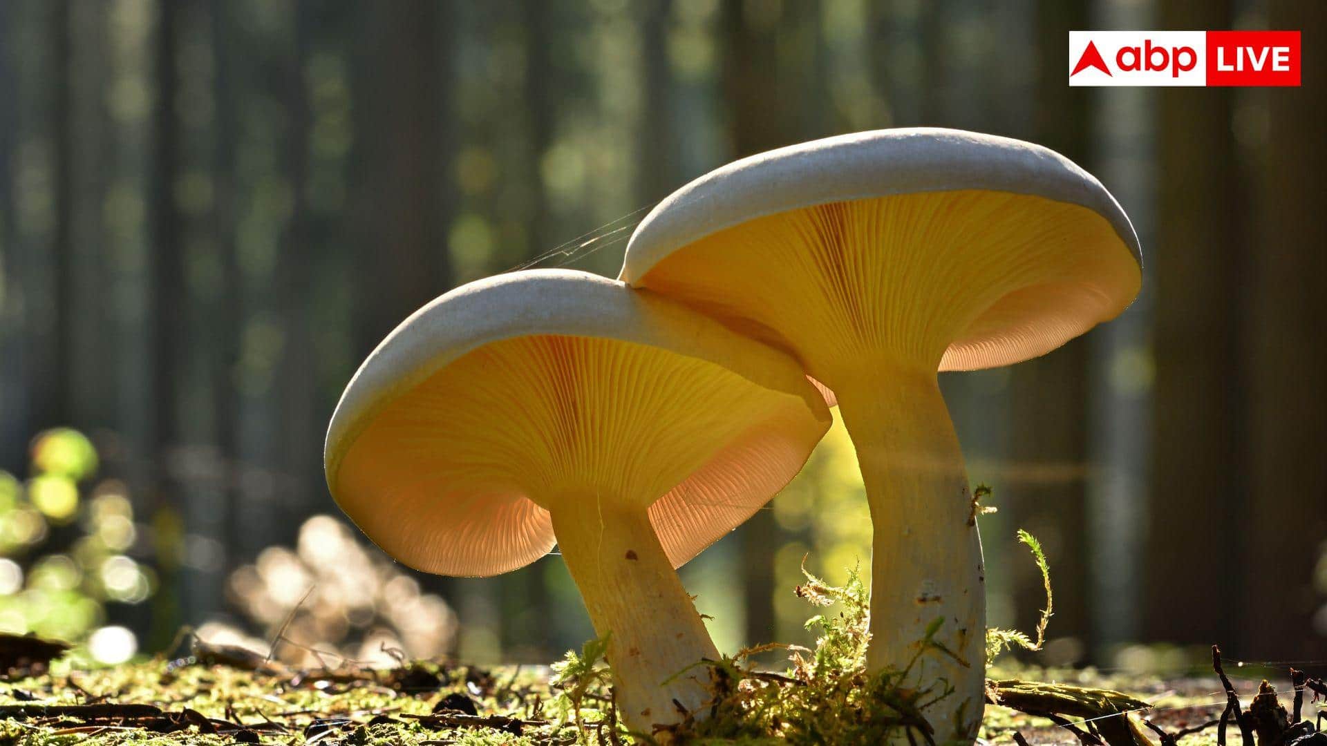 Mushroom Farming Subsidy: मशरूम की खेती के लिए यूपी सरकार दे रही 50% सब्सिडी, ऐसे उठाएं लाभ